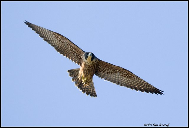 _1SB5986 peregrine falcon.jpg